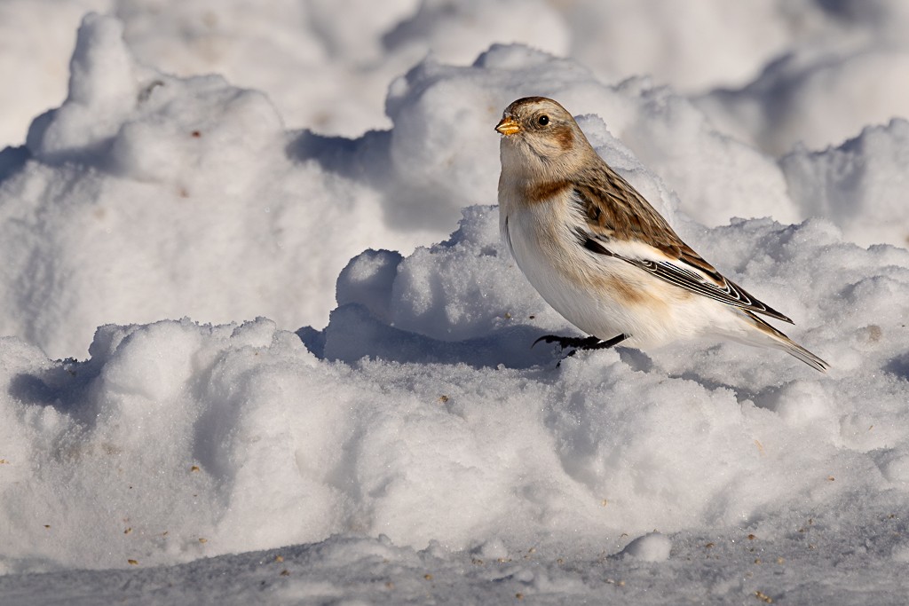 Plectrophane des neiges - ML646936539