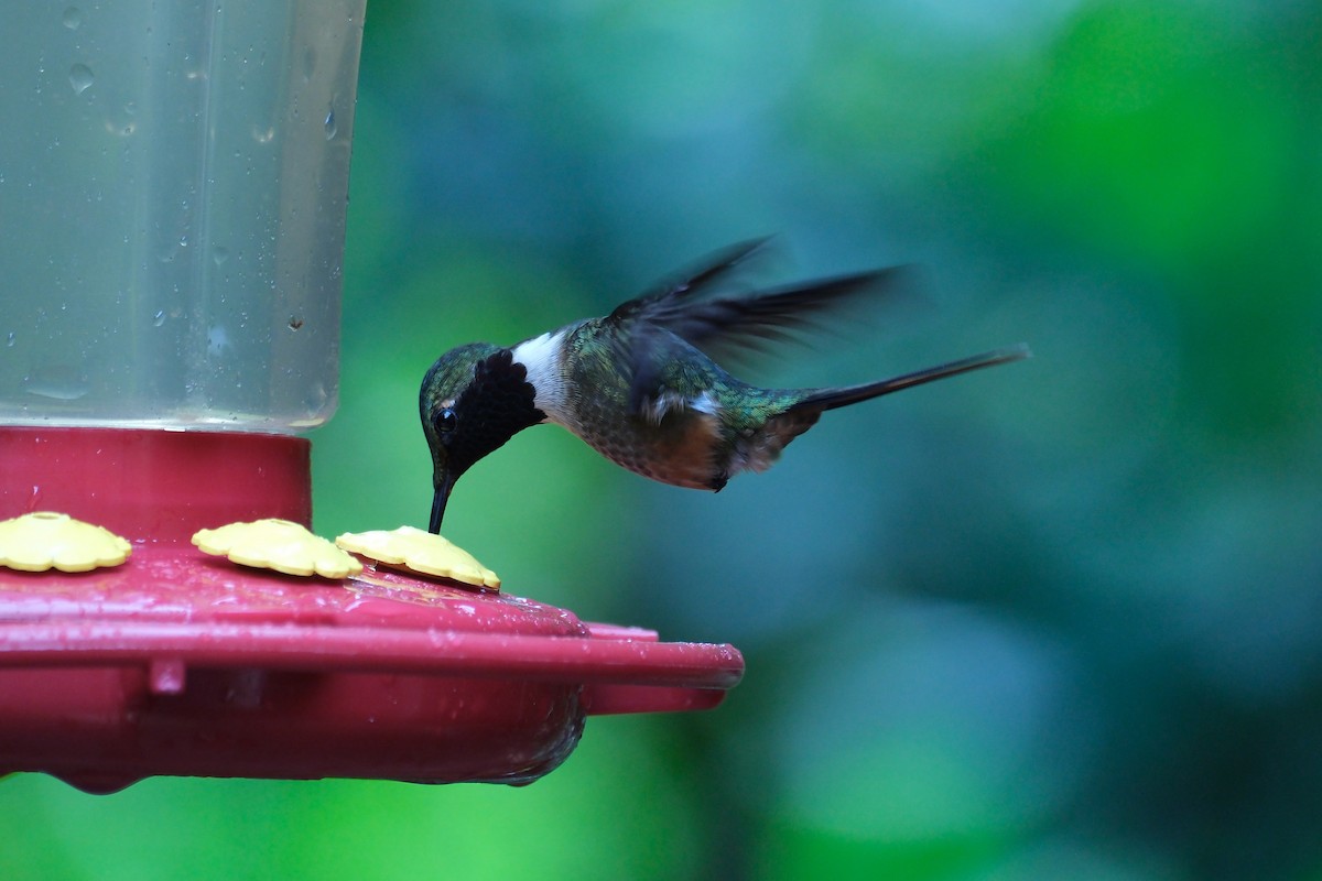 Magenta-throated Woodstar - ML646936545