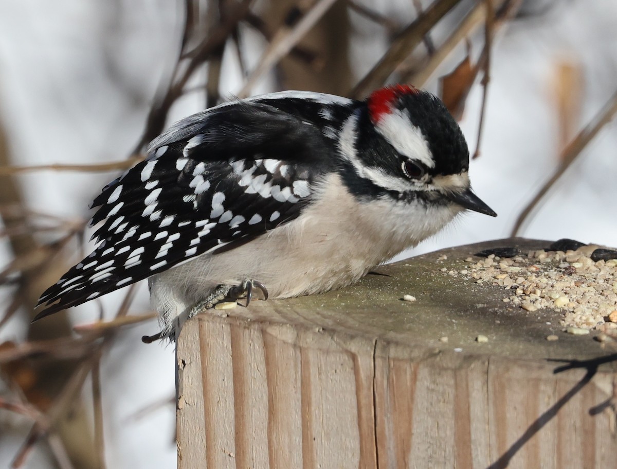 Downy Woodpecker - ML646936548
