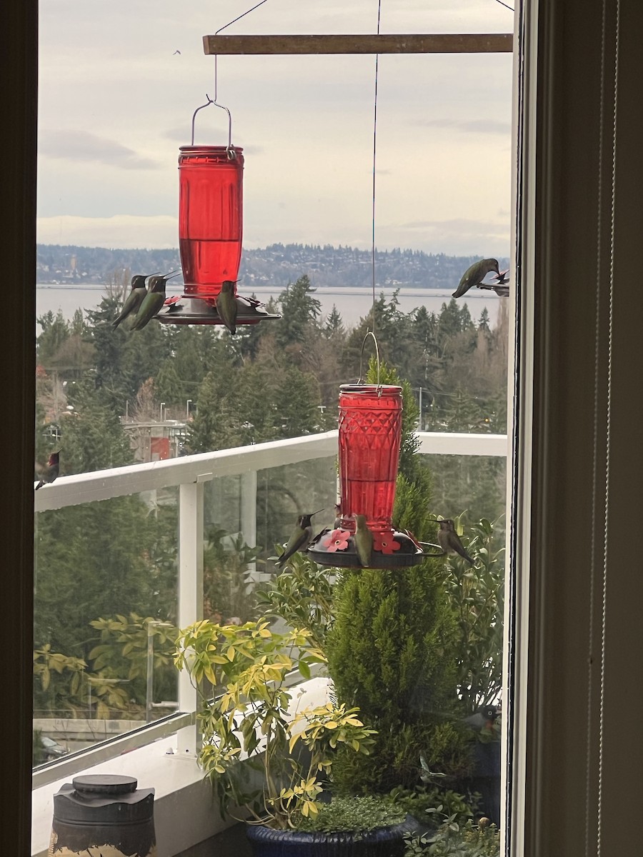 Anna's Hummingbird - ML646936549