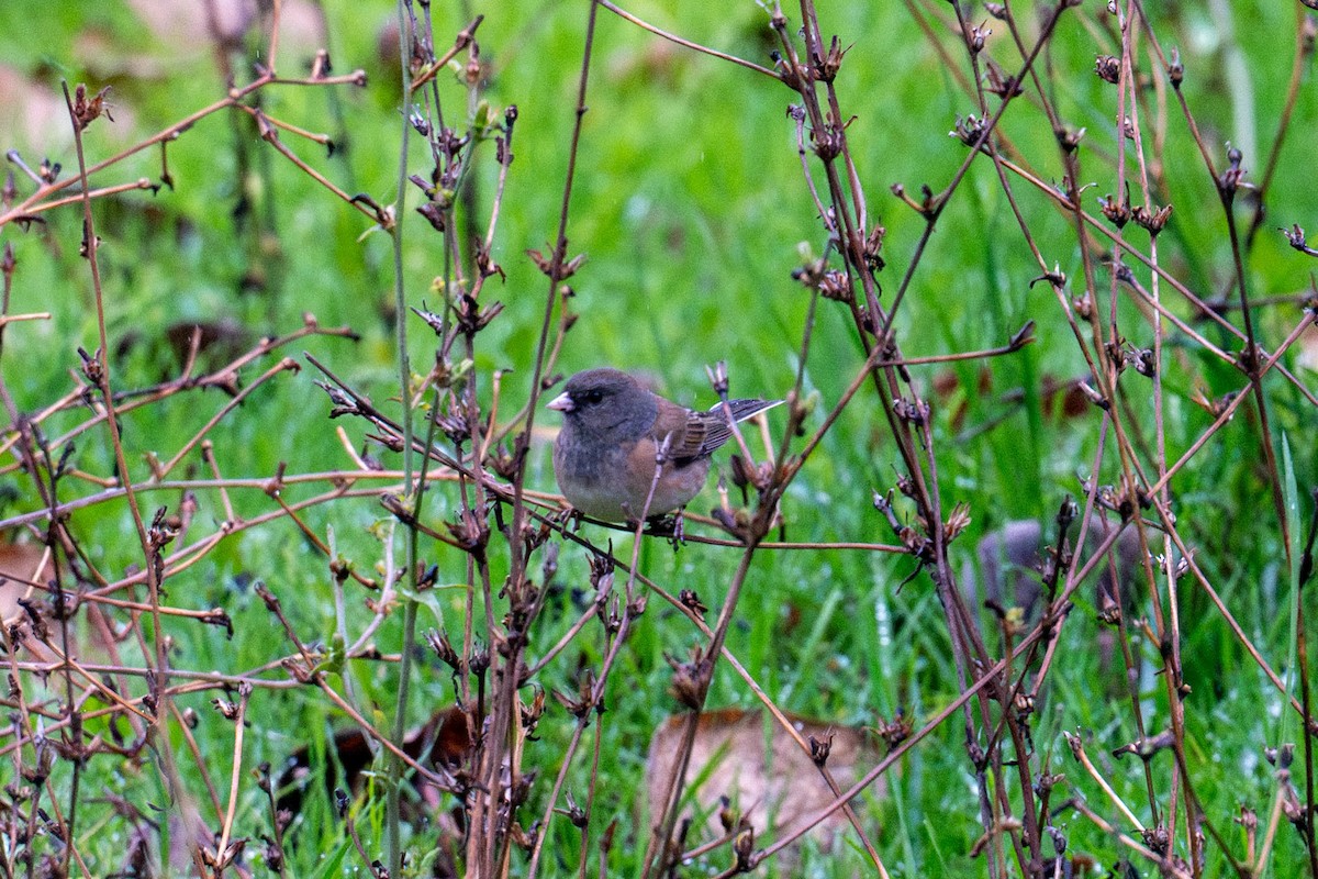 Серый юнко - ML646936550