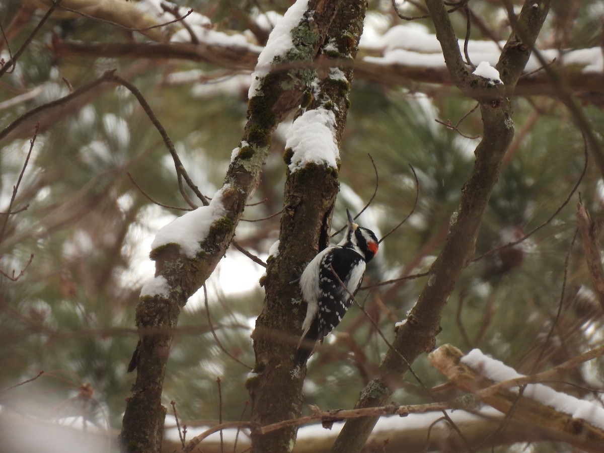 Hairy Woodpecker - ML646936551