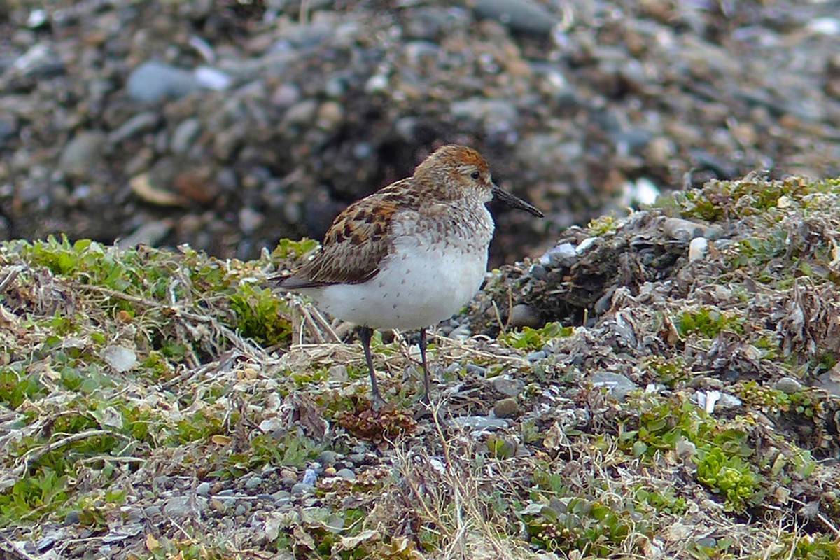 Bécasseau d'Alaska - ML646936552