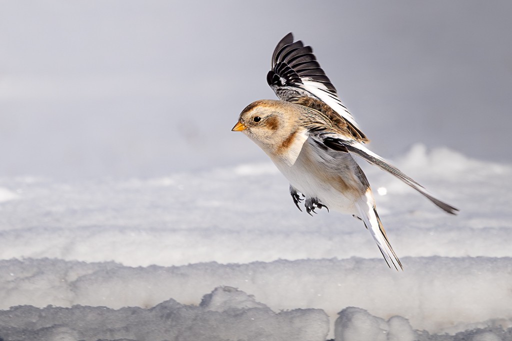 Plectrophane des neiges - ML646936553