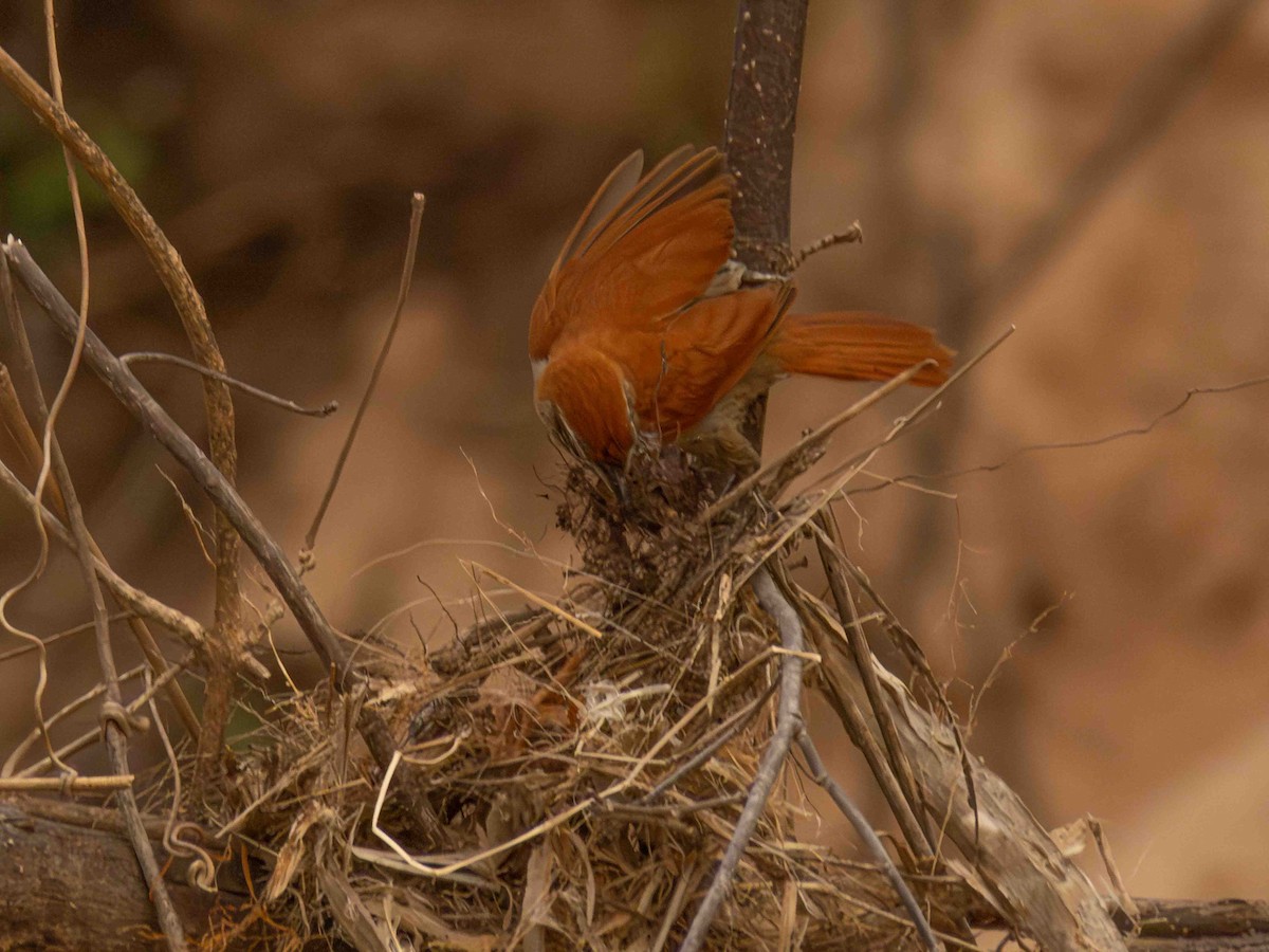 Rusty-backed Spinetail - ML646936554