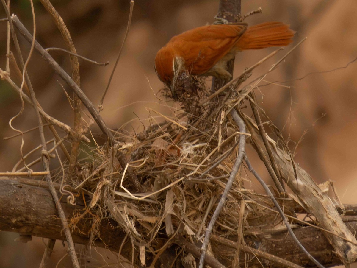 Rusty-backed Spinetail - ML646936555