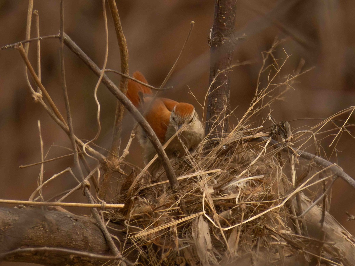 Rusty-backed Spinetail - ML646936556