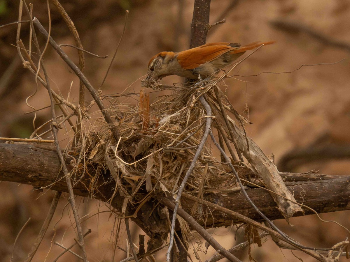 Rusty-backed Spinetail - ML646936557