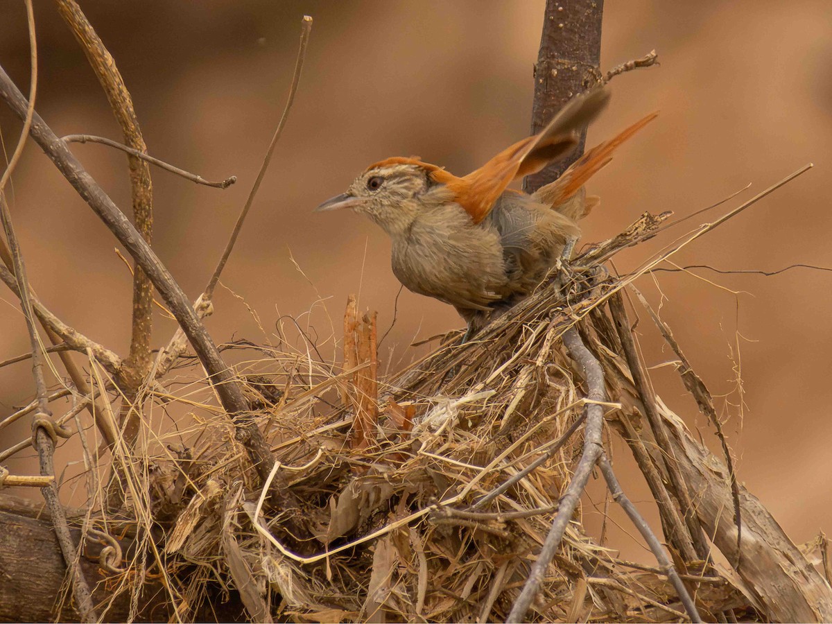 Rusty-backed Spinetail - ML646936558
