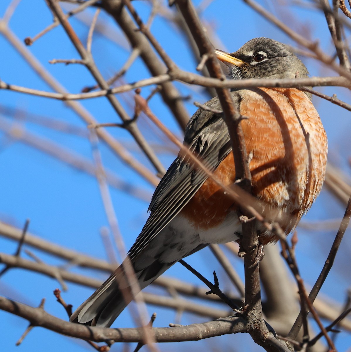 American Robin - ML646936559