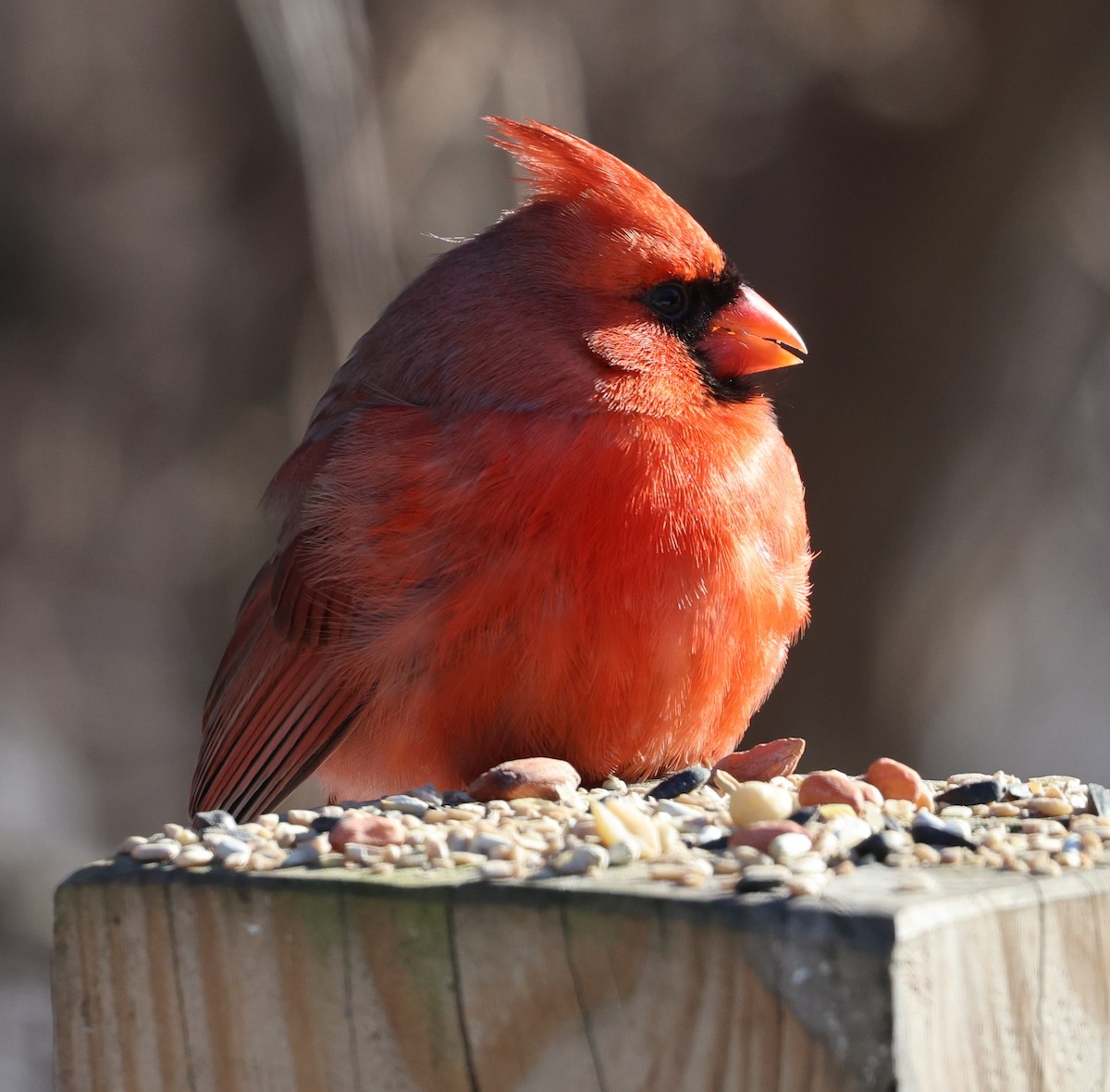 Northern Cardinal - ML646936562