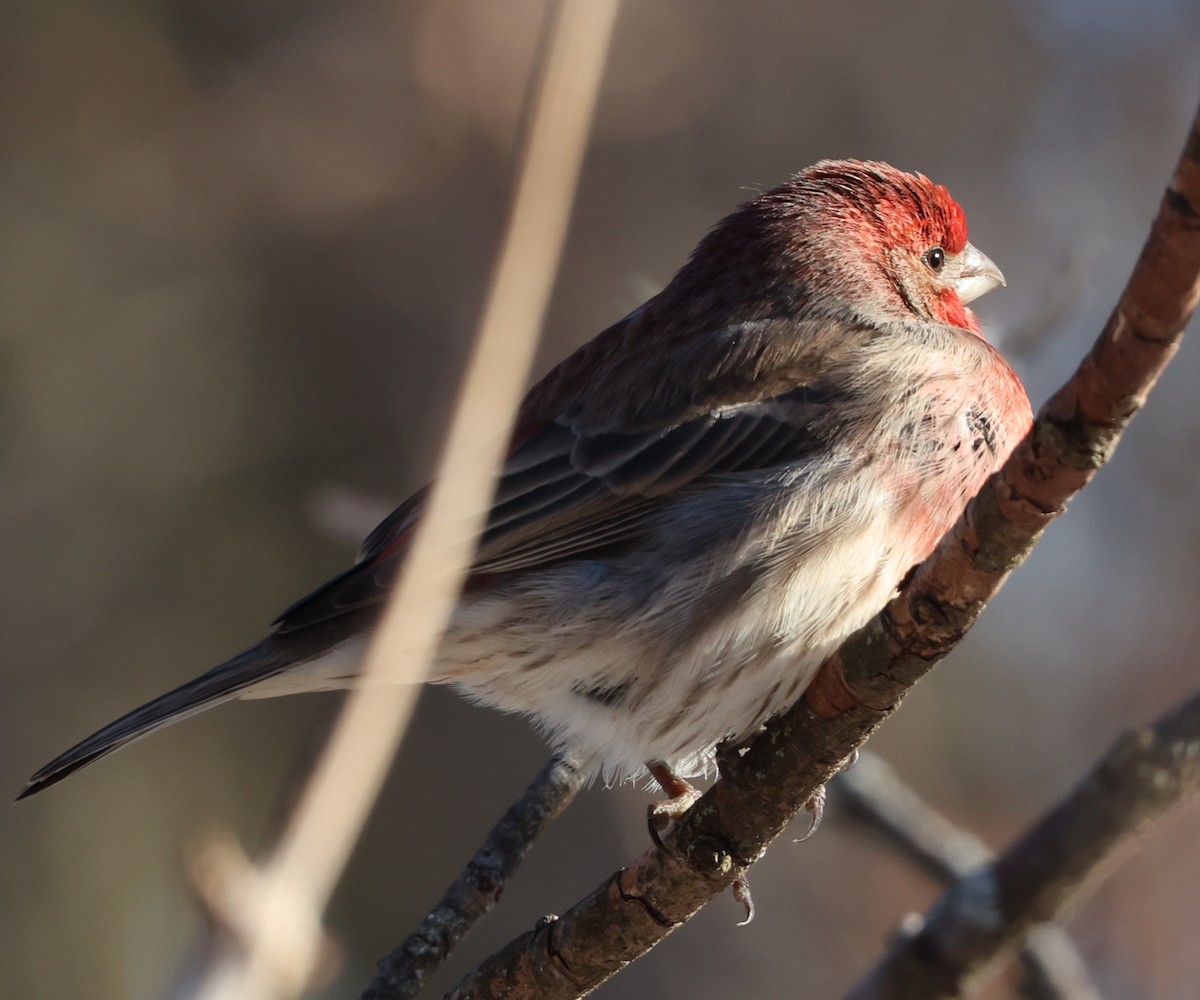 House Finch - ML646936565
