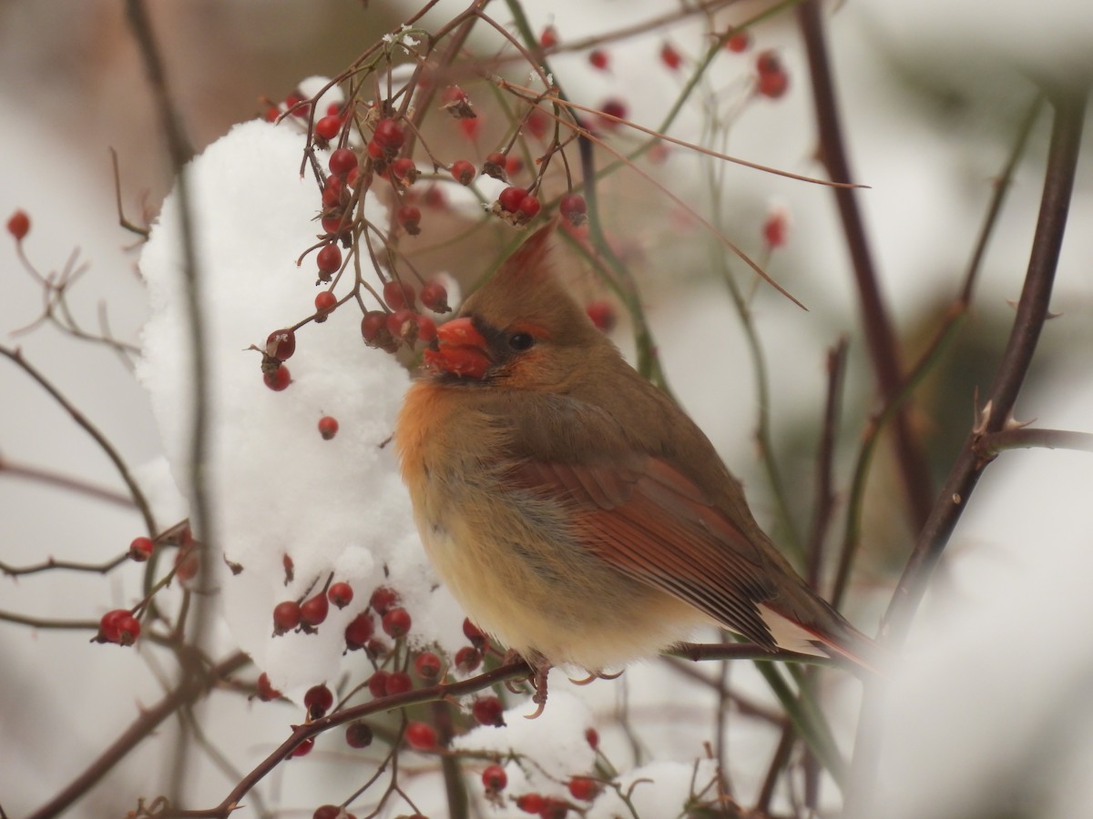 Northern Cardinal - ML646936566