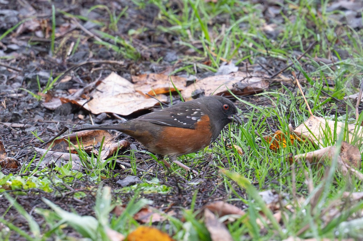 Пятнистый тохи - ML646936568