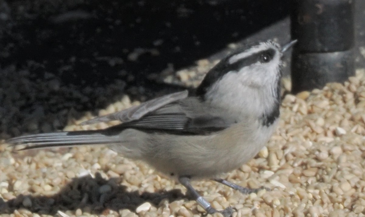 Mountain Chickadee (Rocky Mts.) - ML646936569