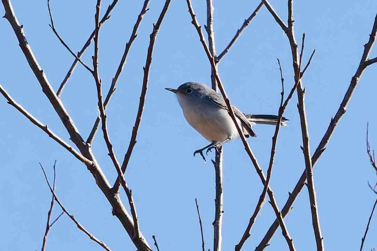 Perlita Grisilla - ML646936580