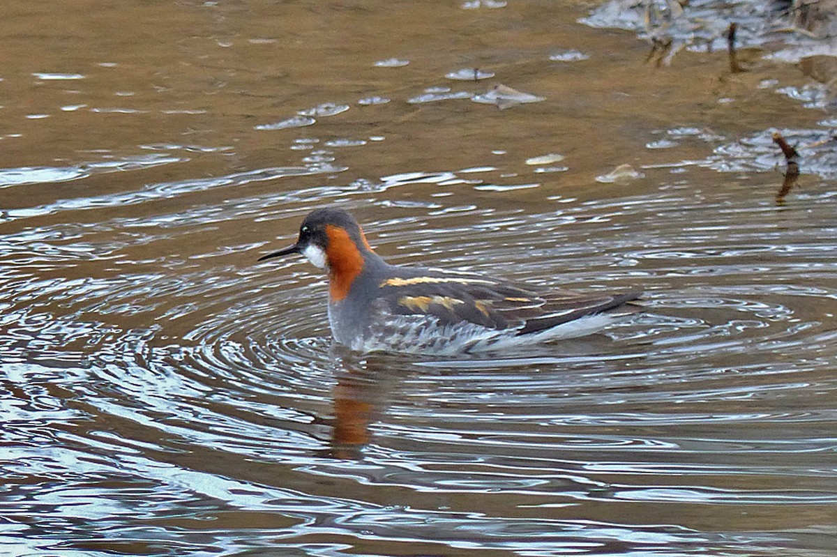 Phalarope à bec étroit - ML646936587