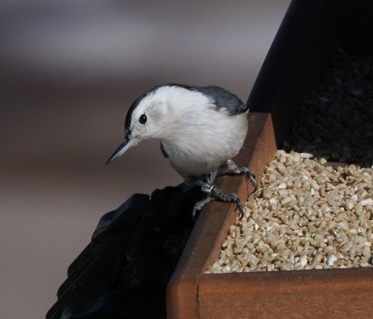White-breasted Nuthatch (Interior West) - ML646936588