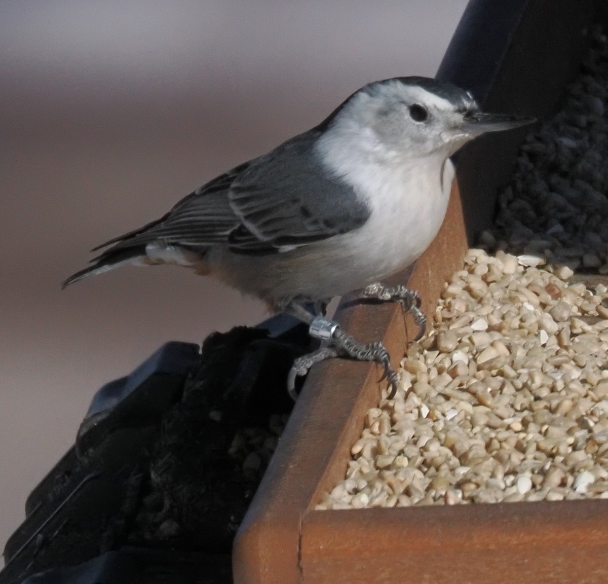 White-breasted Nuthatch (Interior West) - ML646936589
