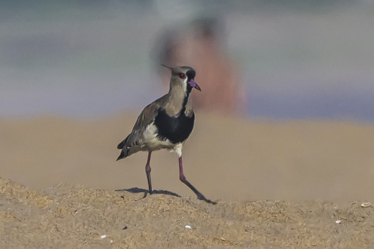 Southern Lapwing - ML646936591