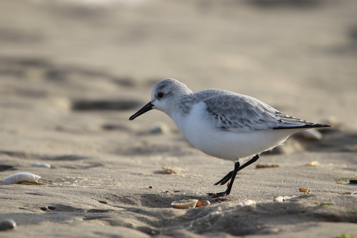 חופית לבנה - ML646936603