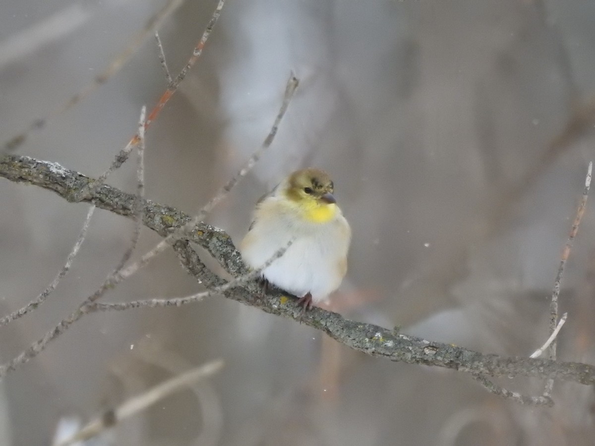 Чиж золотий - ML646936606