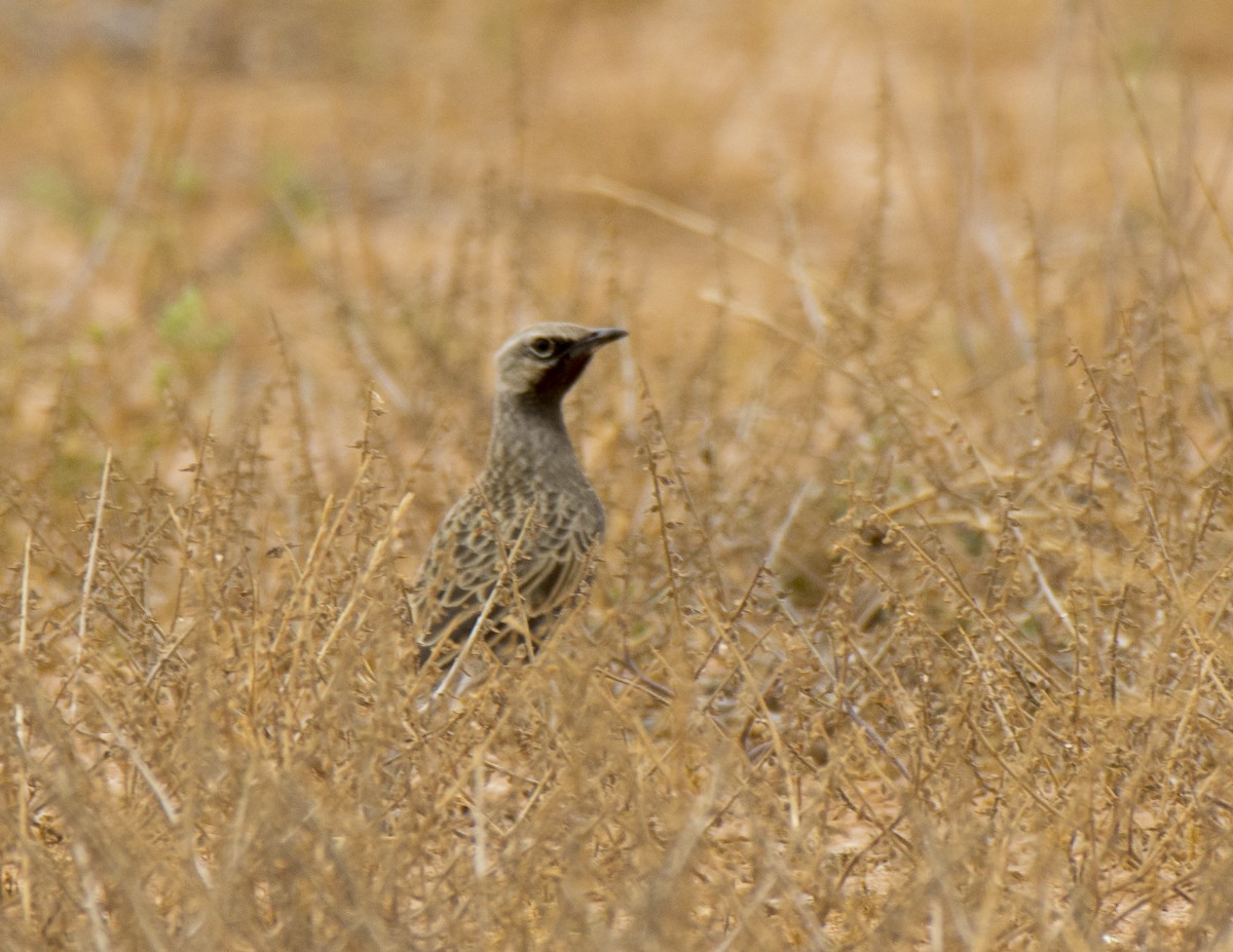 Brown Songlark - ML646936607