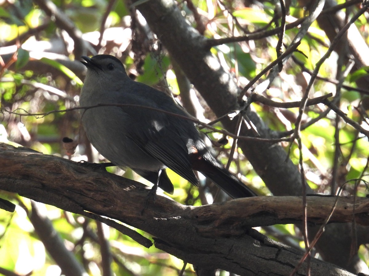 ימימן אמריקני - ML646936608
