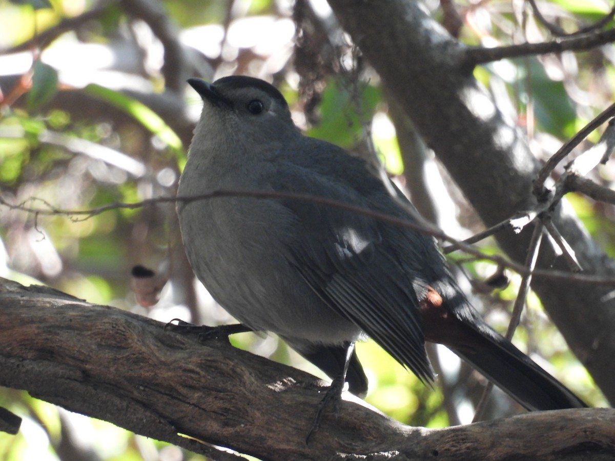 ימימן אמריקני - ML646936615