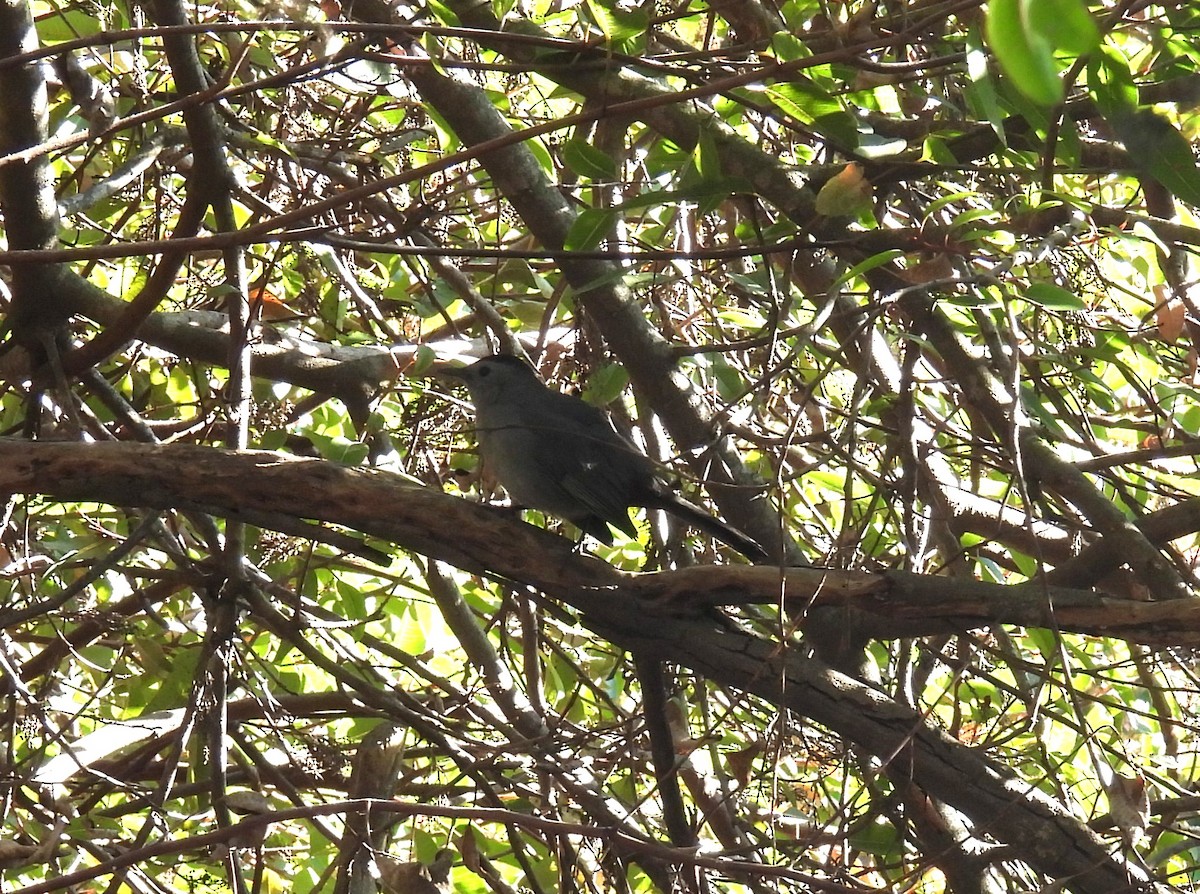 ימימן אמריקני - ML646936618