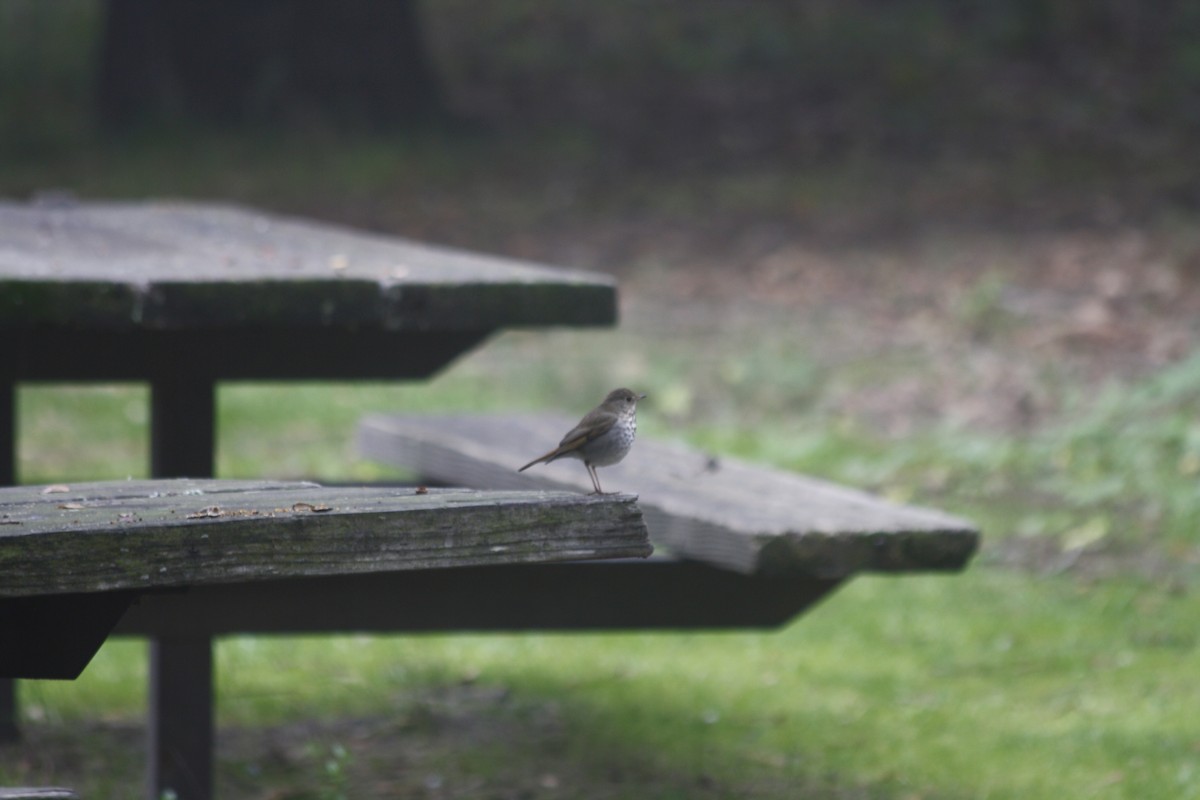 Hermit Thrush - ML646936620