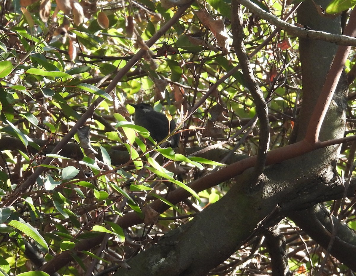 ימימן אמריקני - ML646936623