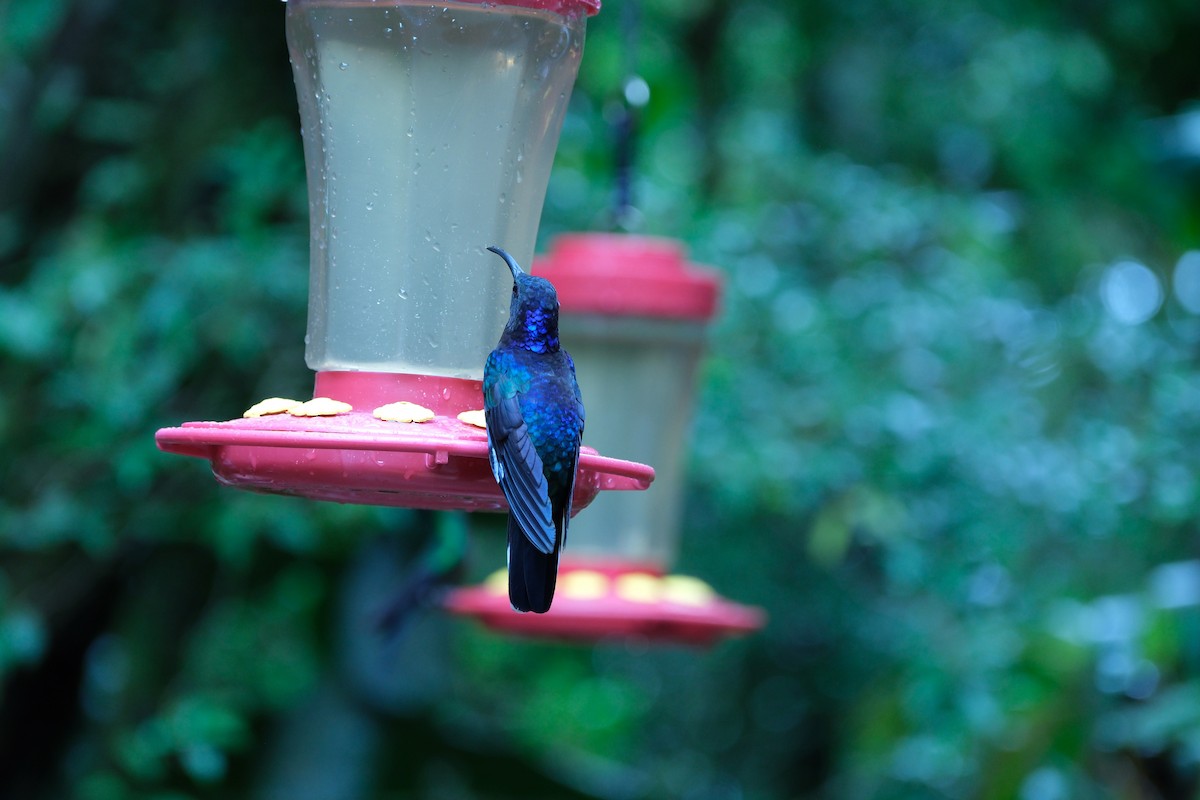 Violet Sabrewing - ML646936627