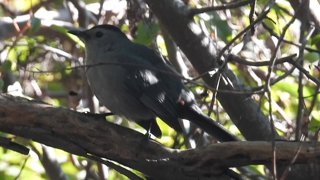 ימימן אמריקני - ML646936628