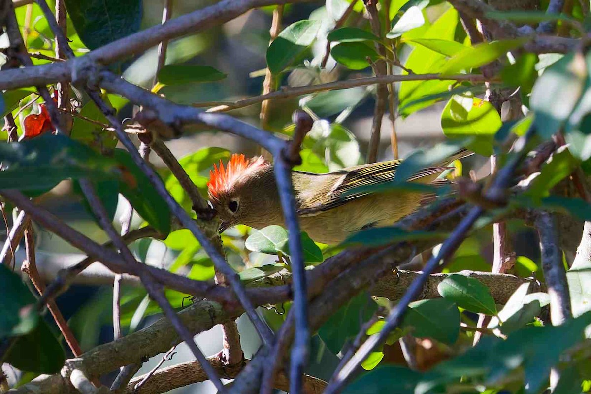 Ruby-crowned Kinglet - ML646936629