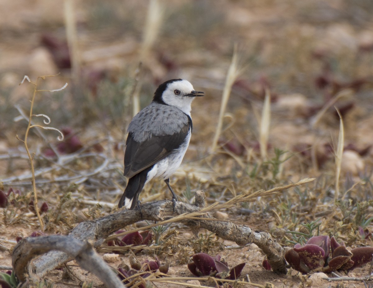 White-fronted Chat - ML646936631