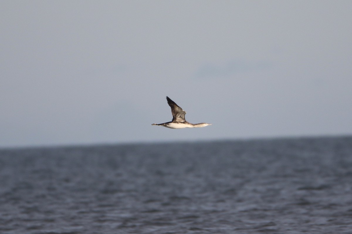 צוללן אדום-גרון - ML646936633