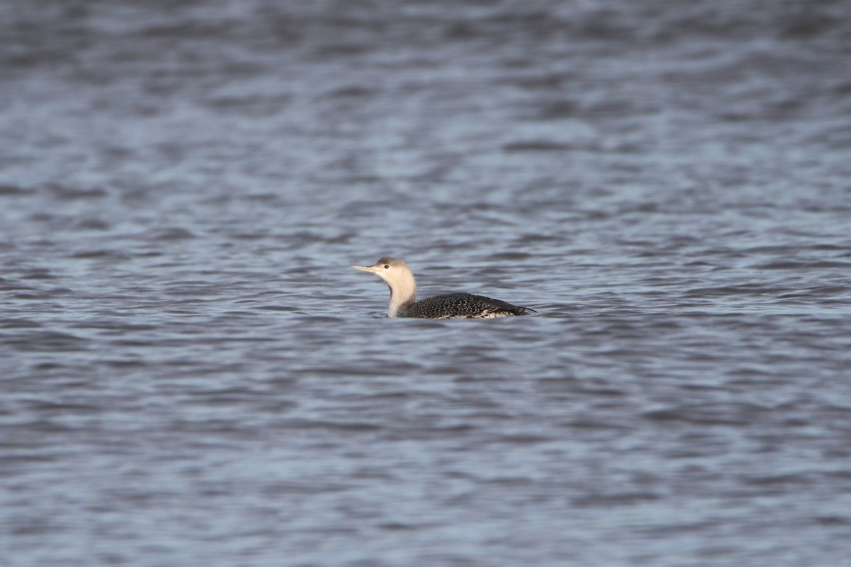 צוללן אדום-גרון - ML646936634