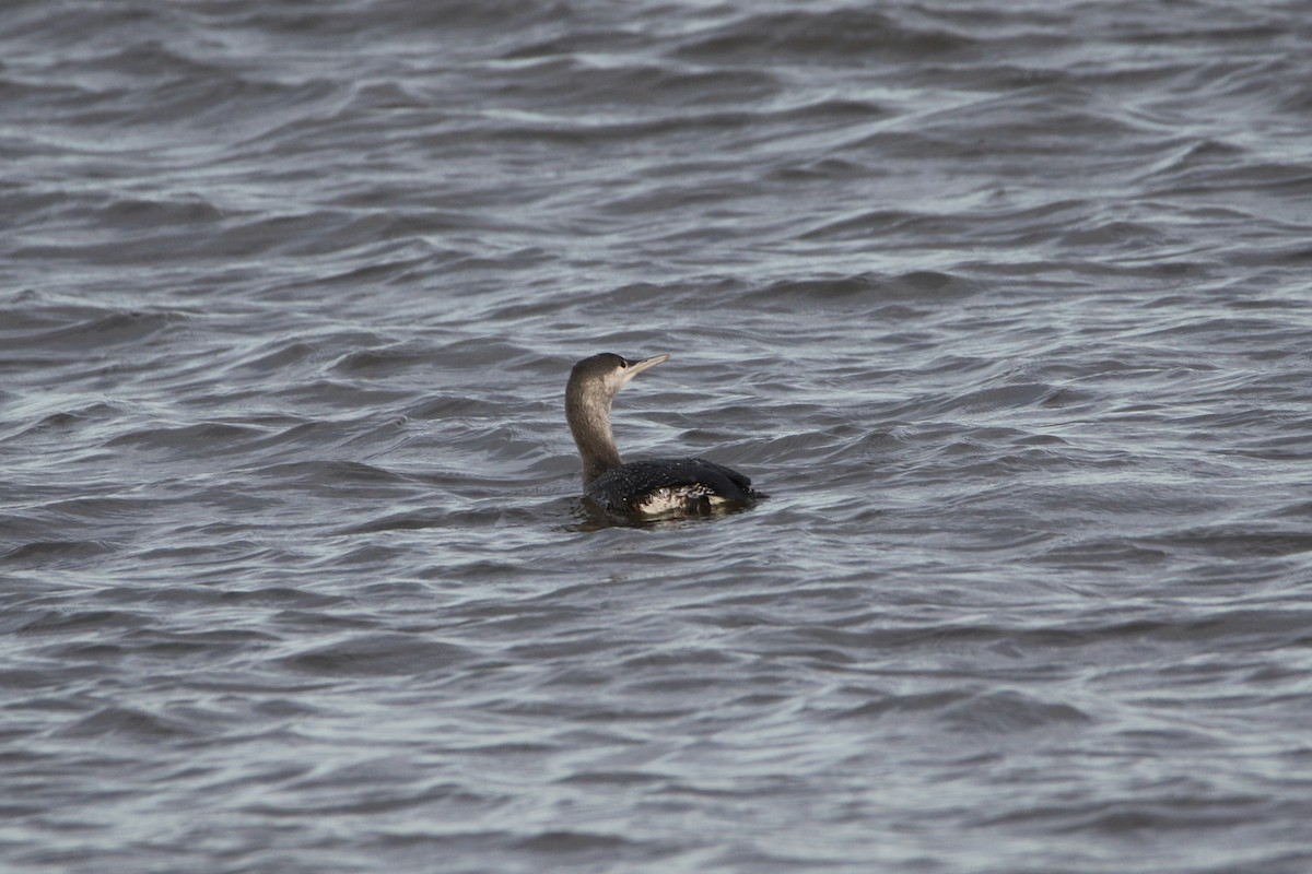 צוללן אדום-גרון - ML646936640