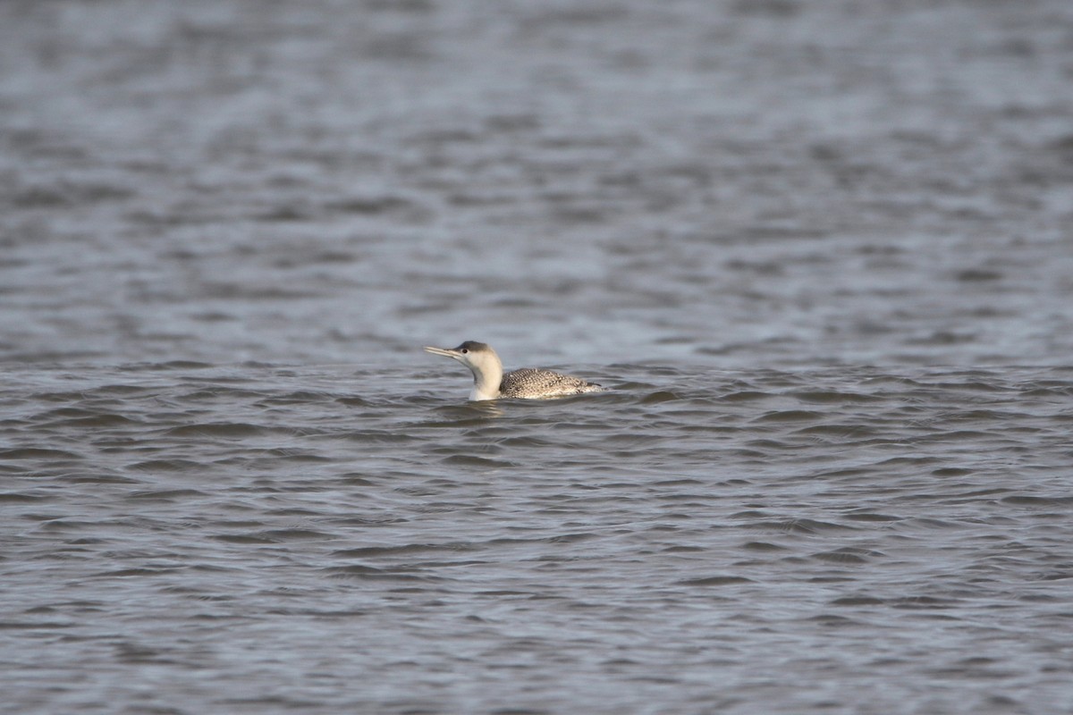 צוללן אדום-גרון - ML646936641
