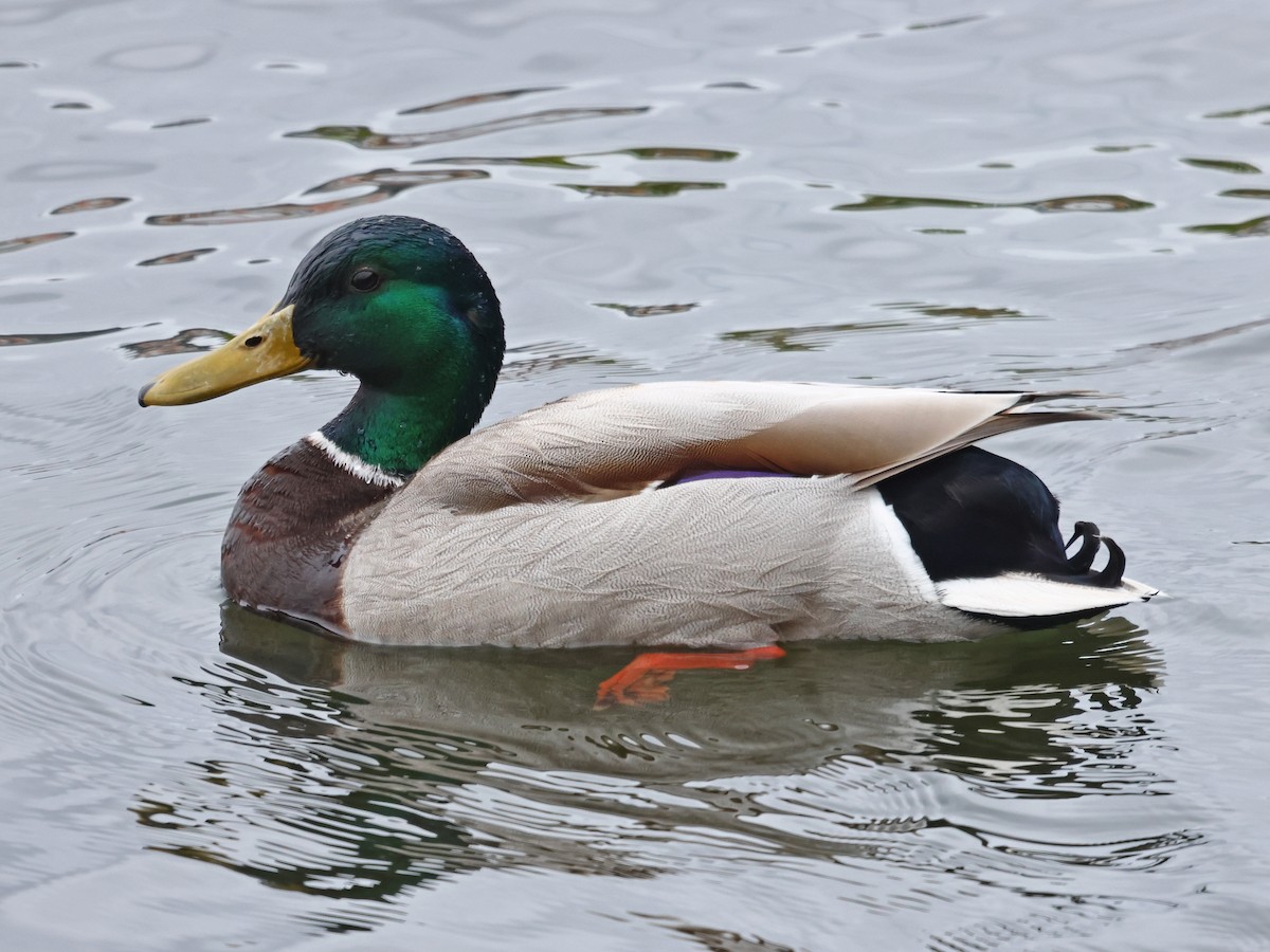 ברכיה - ML646936644