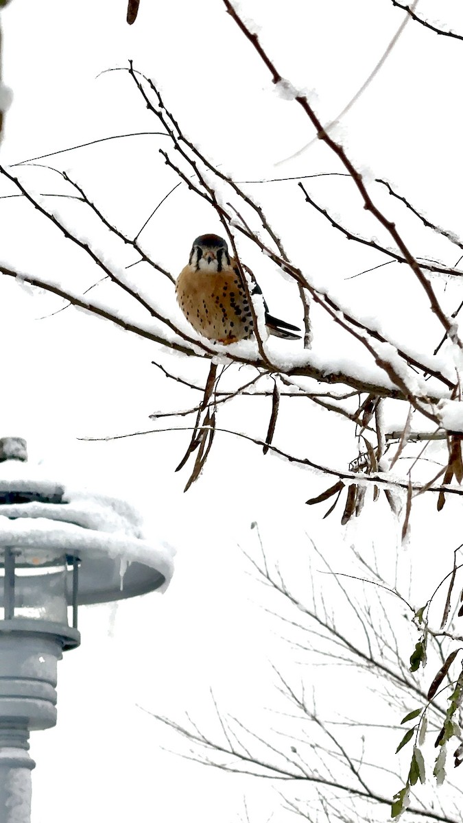 American Kestrel - ML646936645