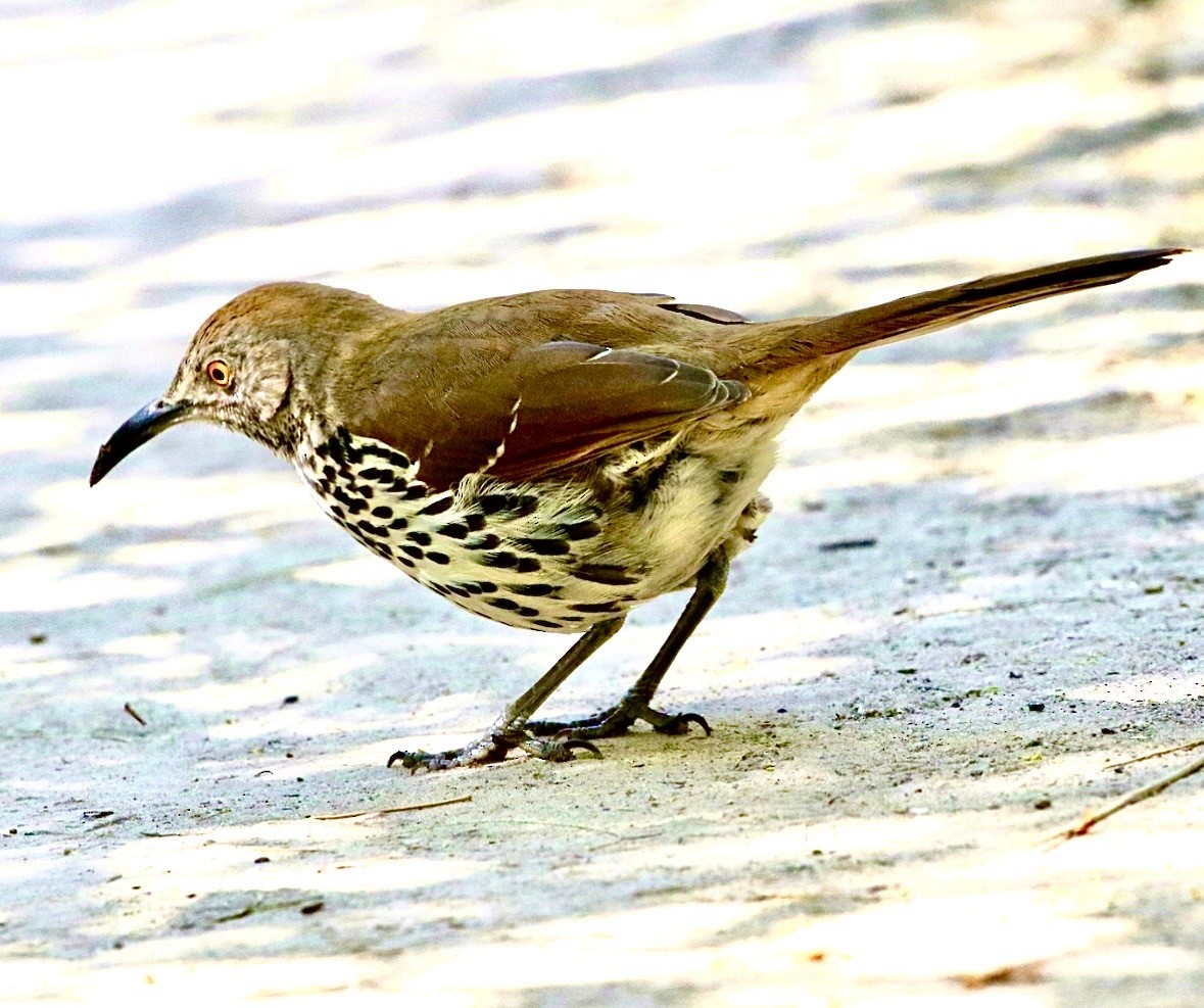 Cuitlacoche Piquilargo - ML646936646