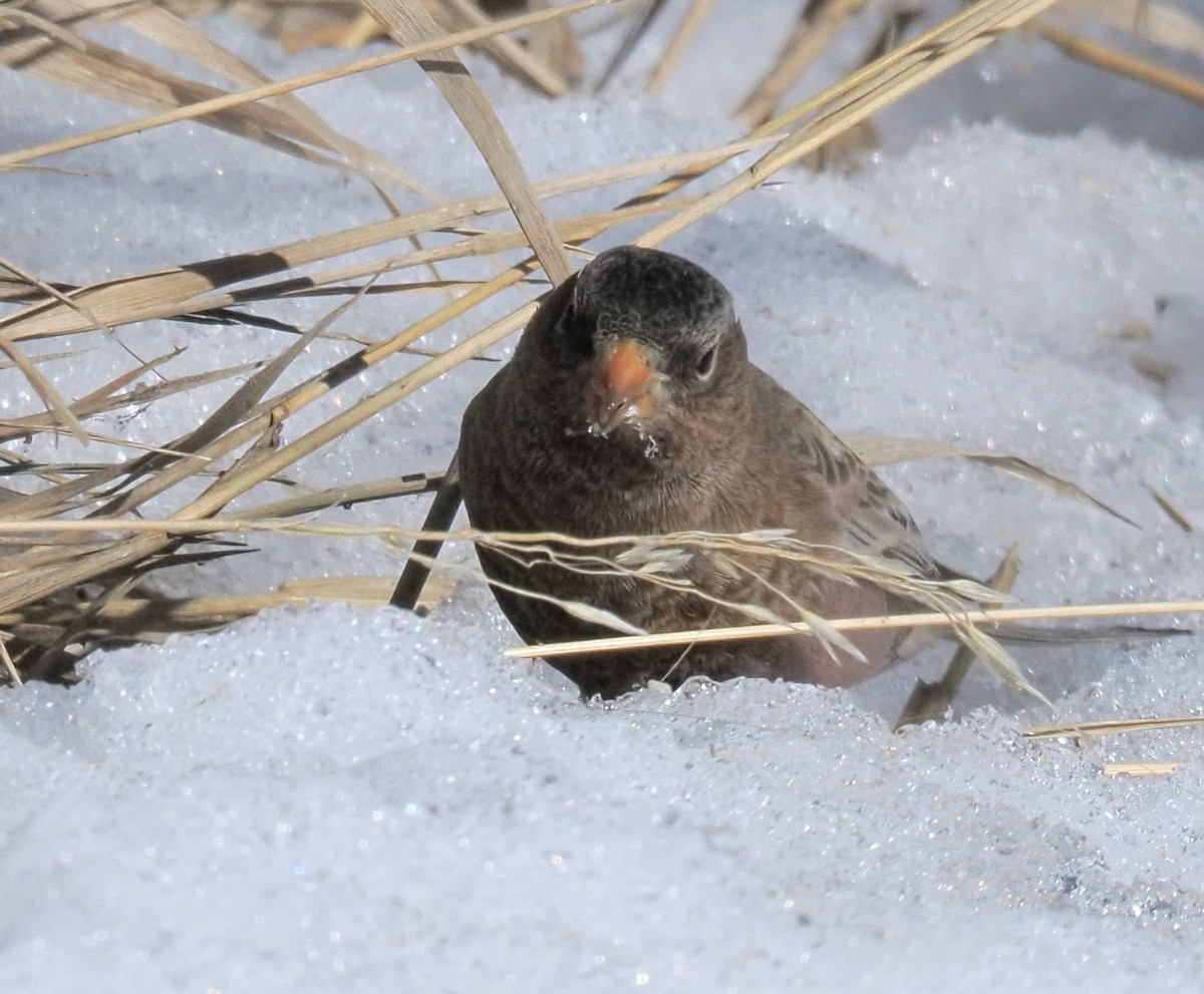 Black Rosy-Finch - ML646936647