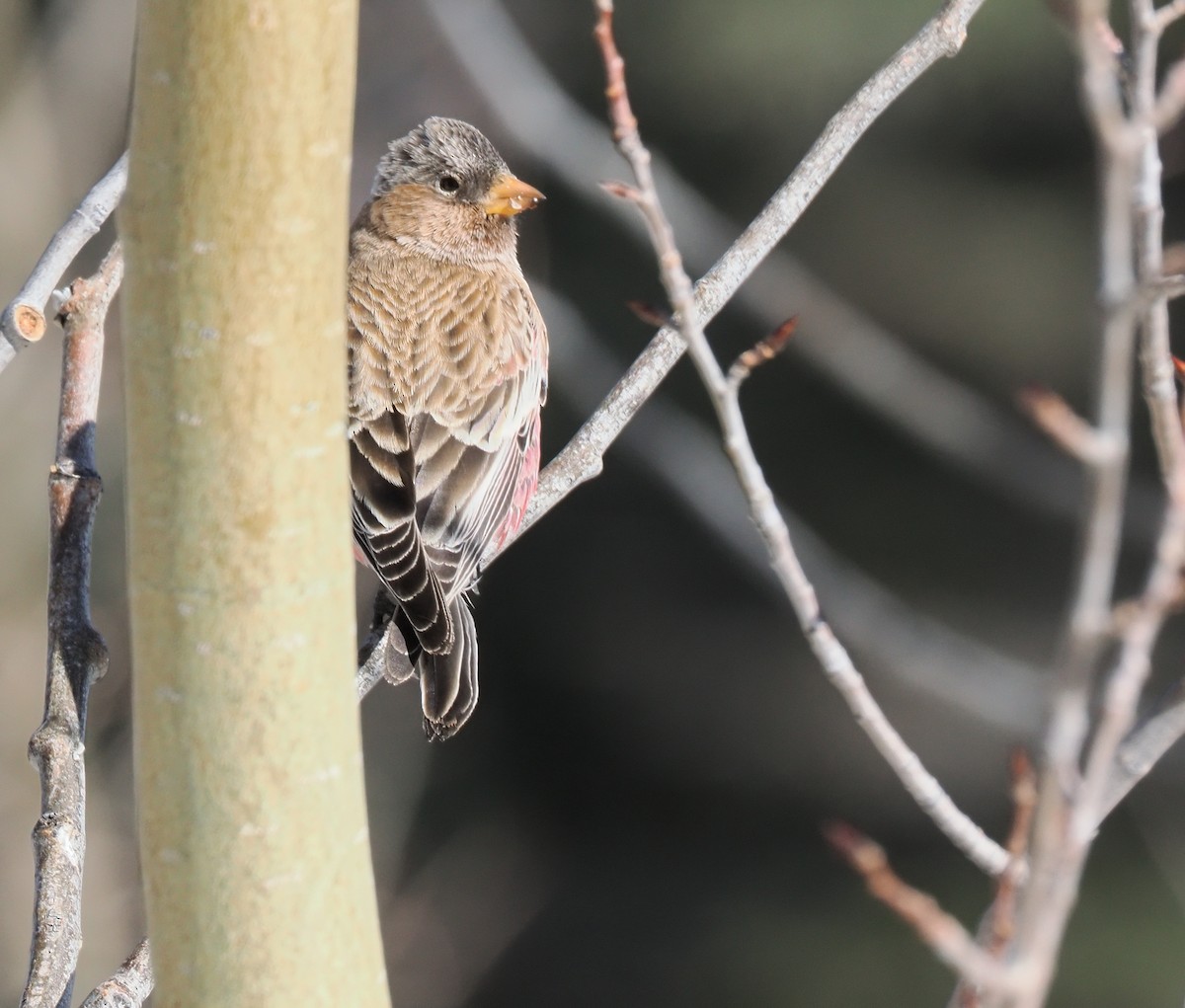 Black Rosy-Finch - ML646936648