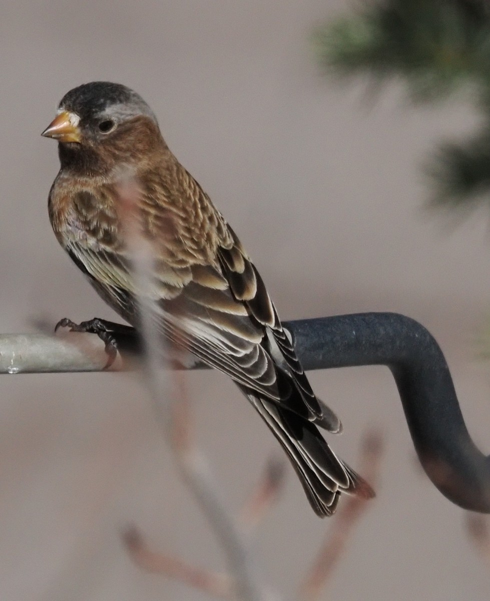 Black Rosy-Finch - ML646936649
