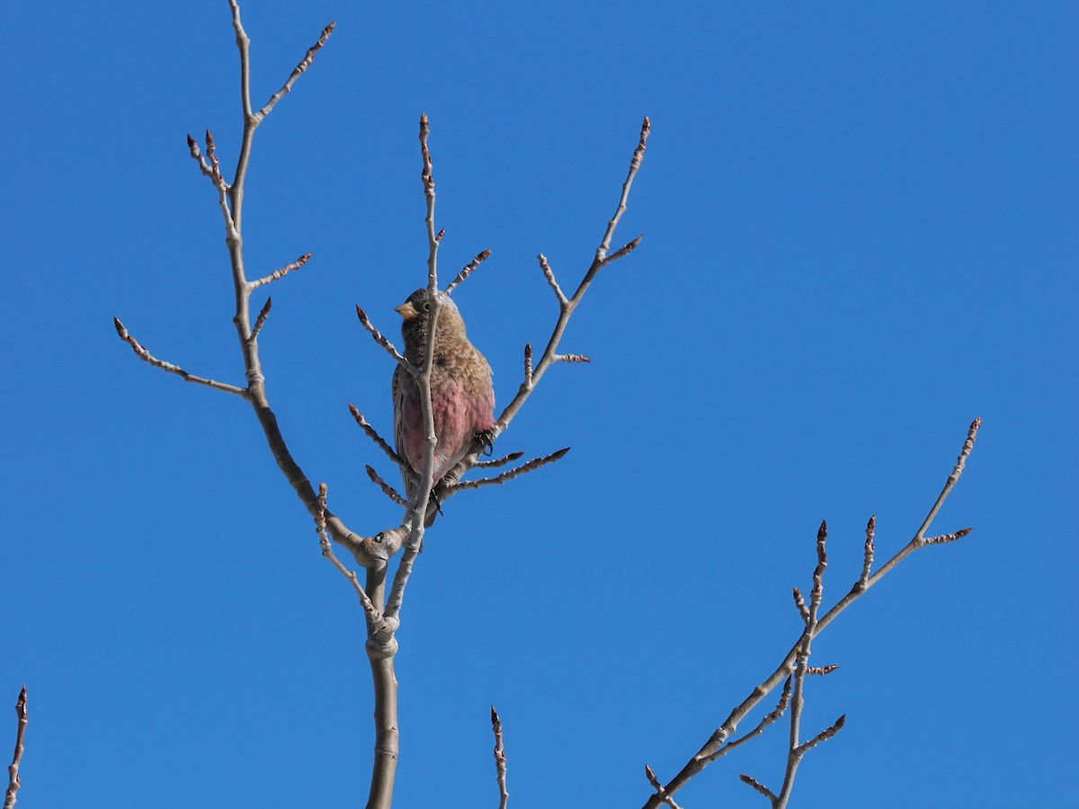 Black Rosy-Finch - ML646936650