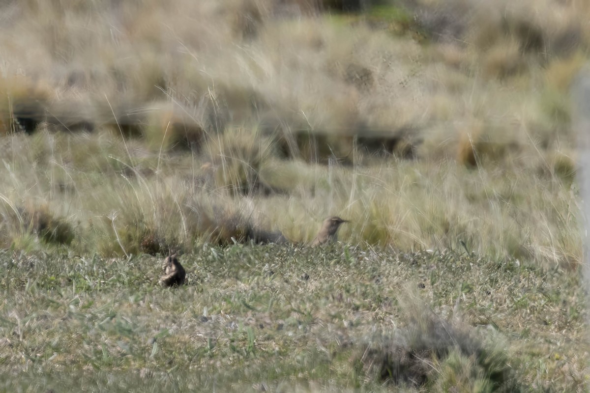 Short-billed Miner - ML646936655