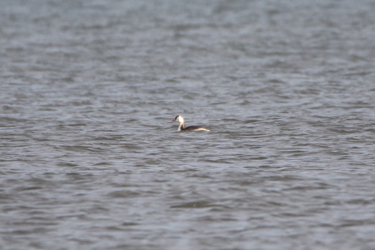 טבלן מצויץ - ML646936656