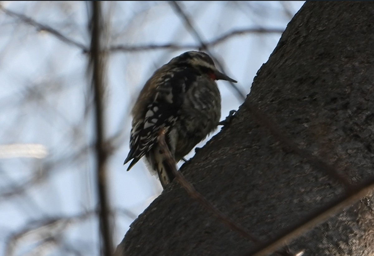נקר צהוב-בטן - ML646936657